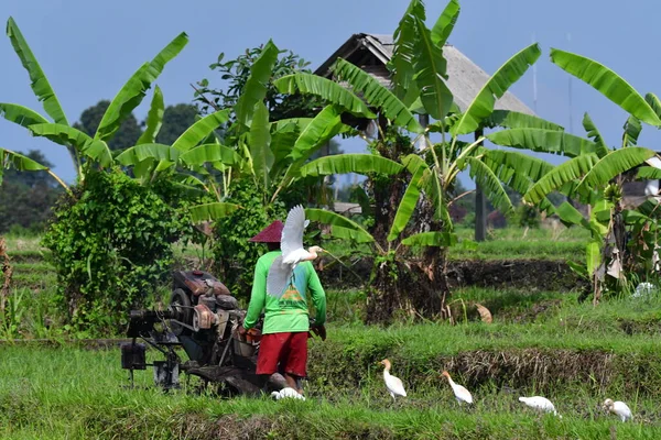 Endonezya 'da çiftçi ve kuşlar