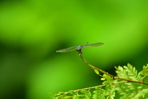 Yeşil ambiyanslı güzel yusufçuk, görmek ve yakından çekmek güzel.