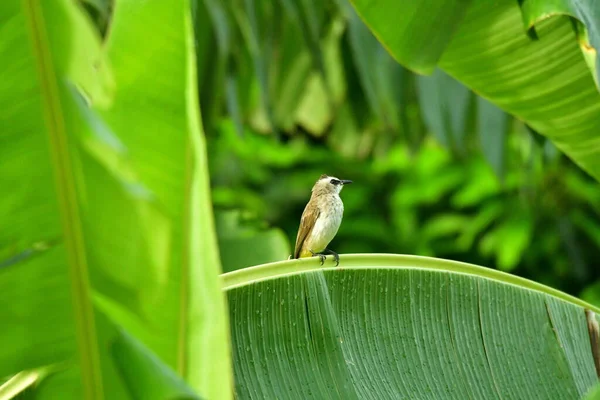 Bali Endonezya 'da muz ağacındaki vahşi kuş