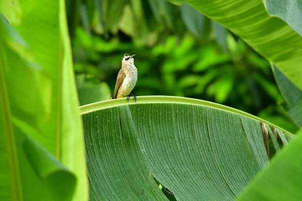 Muz ağacındaki kuş bu bizim sevdiğimiz yeşil Endonezya..