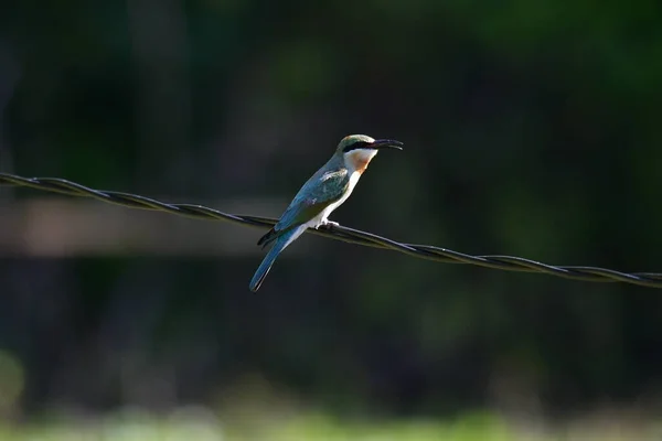 Sulawesi 'deki kuş, güzel mavi kuşun resmini çek.