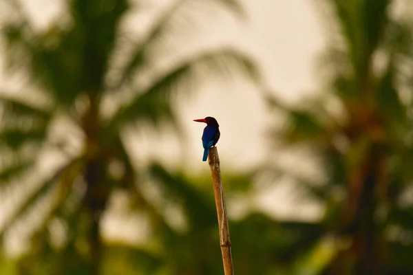 Endonezyalı kralbalıkçı ricefield 'da olmayı sever. 