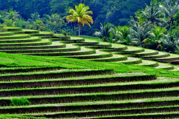 Indonesian Ricefields Beautiful Early Morning Tabanan Bali Don Forget Bring — Foto Stock