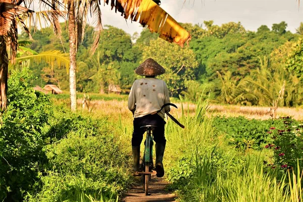 Asya 'da her sabah çiftçi bisikletle tarlasına giderdi. 