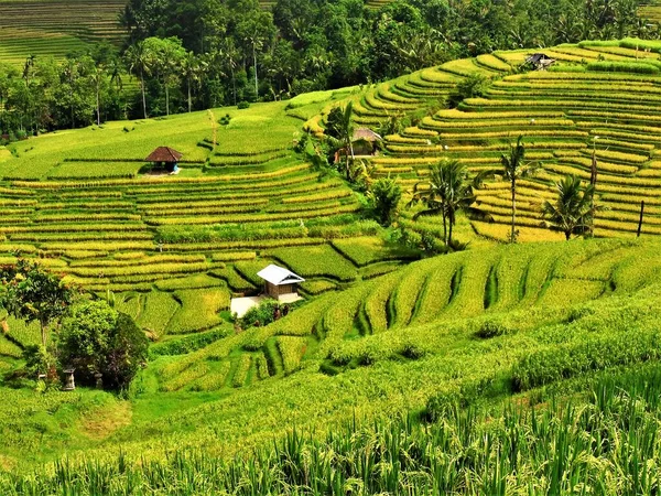 Beautiful Rice Field Bali Tabanan Never Boring Watch — Foto Stock