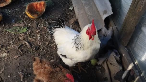 Coq blanc et poule dans le corral — Video