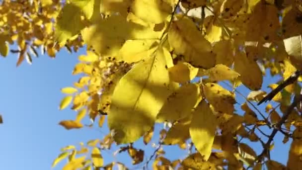 Желтые листья на дереве трепещут на ветру — стоковое видео