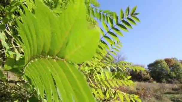 El follaje verde en un árbol se desarrolla en el viento — Vídeo de stock