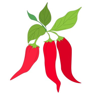 Kırmızı biberli acı kırmızı biber dalıyla. Olgun sebze meyvesi, jalapeno biberi. Vektör, baharat ve baharatlar