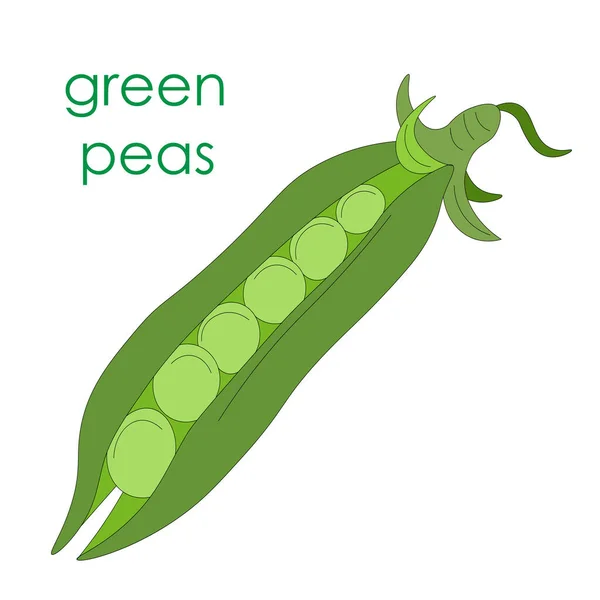 Green Peas One Open Pod Green Rest Leaves Vegetarian Food — Stock Vector