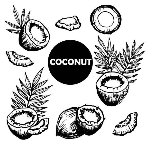 Set Van Hele Kokosnoot Kokoshelften Stukjes Pulp Palmbladeren Voedsel Woestijn — Stockvector