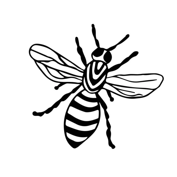 バンブルビー ドア風の翼を持つハチ 黒い昆虫 — ストックベクタ
