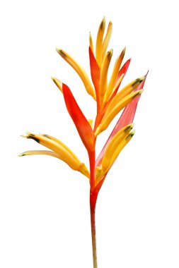 Yellow Red Heliconia Flower Isolated on White Background with Clipping Path