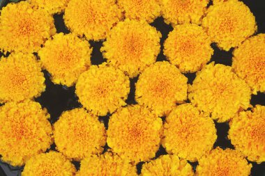 Marigold Flowers Floating on Water Surface as Background Texture