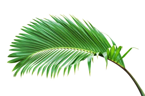 Tropisch Palmblad Geïsoleerd Witte Achtergrond Met Knippad — Stockfoto
