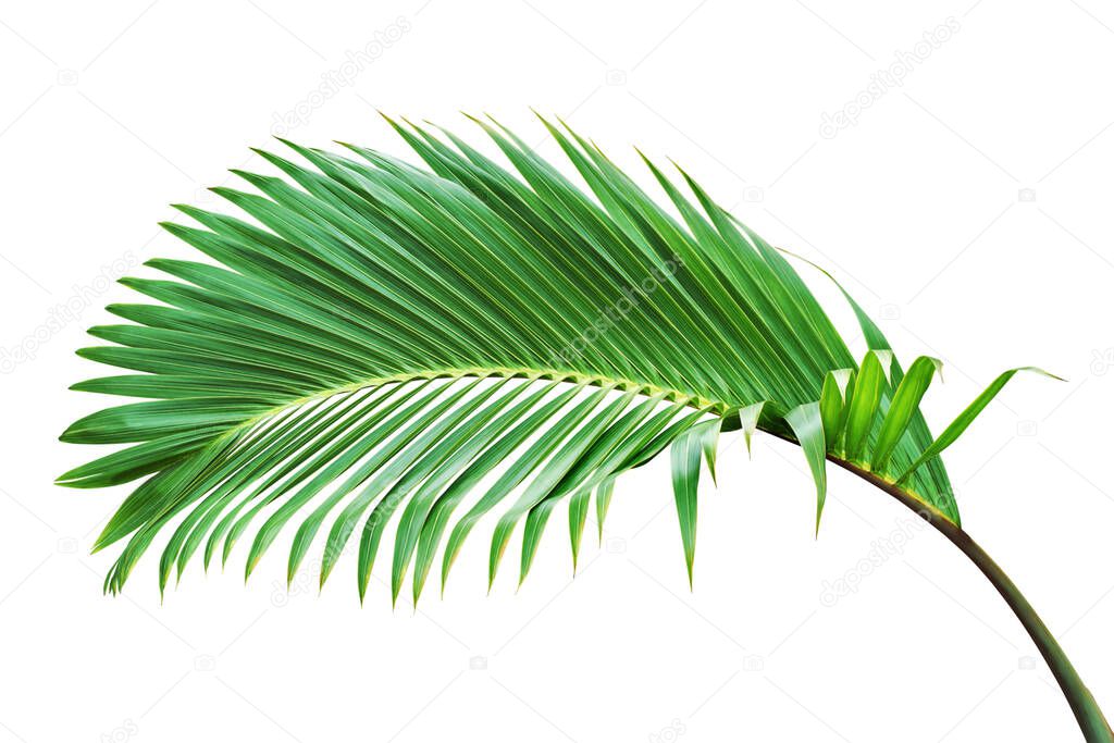 Tropical Palm Leaf Isolated on White Background with Clipping Path