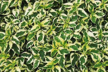 Variegated Leaves of Asystasia gangetica, Chinese violet, Plant as Natural Pattern Background