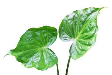 Green Leaves of Buddha's Hand, Elephant Ear Isolated on White Background with Clipping Path