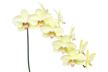 Yellow Phalaenopsis Orchid Flowers Isolated on White Background with Clipping Path