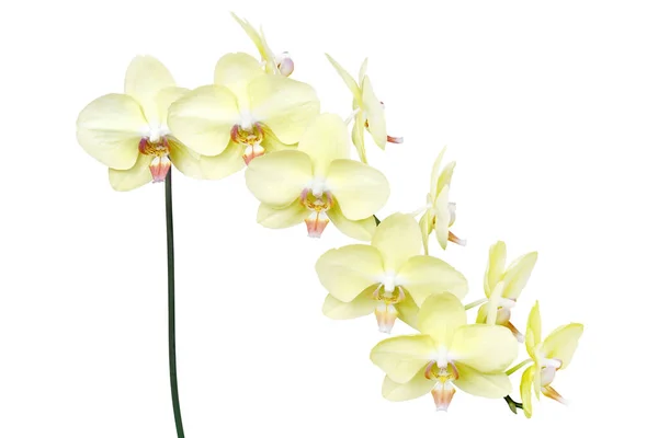 Yellow Phalaenopsis Orchid Flowers Isolated White Background Clipping Path — Fotografia de Stock