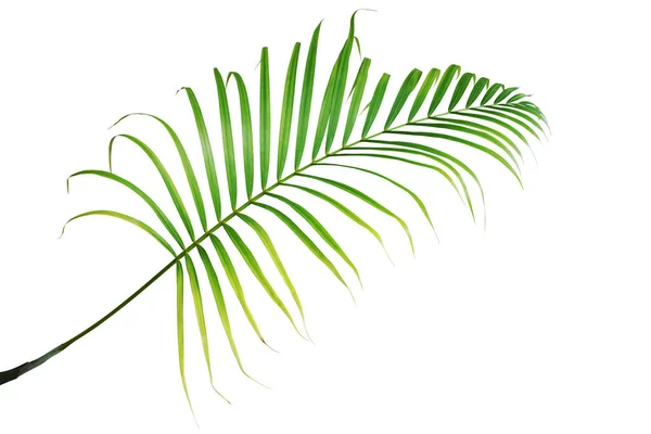 Palm Leaf Isolated White Background Clipping Path — Fotografia de Stock