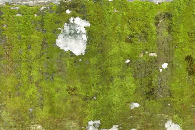 Old Plaster Wall Covered with Moss as Natural Pattern Background