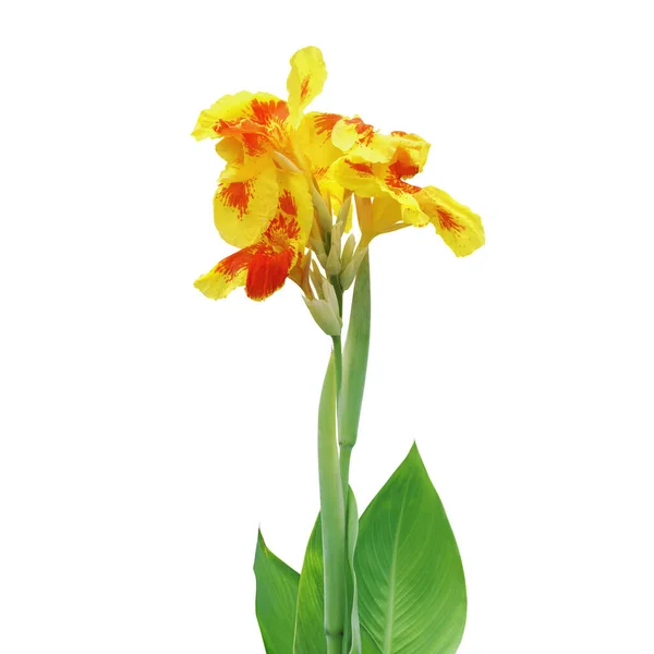 Yellow Orange Canna Lily Plant Flower Isolated White Background Clipping — стоковое фото