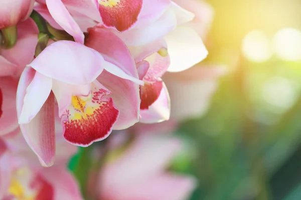 Closeup Flores Cor Rosa Florescendo Cymbidium Orchid Com Fundo Verde — Fotografia de Stock