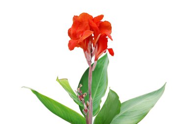 Red Canna Lily Plant Flower  with Green Leaves Isolated on White Background with Clipping Path