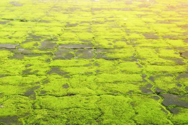 Perspective View of Cement Blocks Floor Covered with Moss as Background