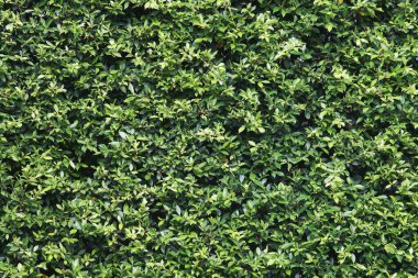 Dense Ficus Plant as Background Texture