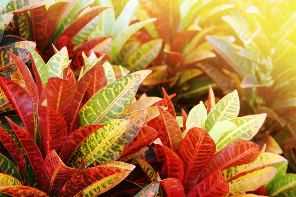 Colorful Leaves Variegated Laurel Croton Plant Garden — Stock Fotó