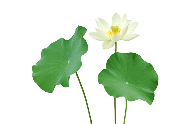 Lotus Green Leaves Blooming White Flower Isolated White Background Clipping — Stockfoto