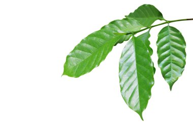 Taze Yeşil Kahve Kırpma Yolu ile Beyaz Arkaplanda İzole Edildi