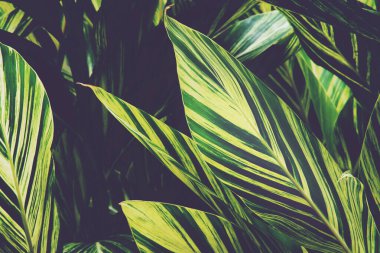 Tropical Leaves of Variegated Ginger Natural Pattern Background