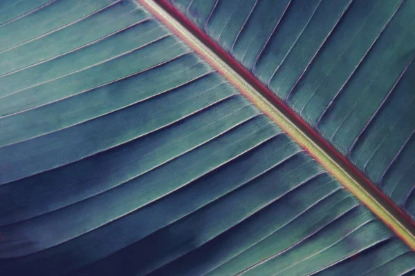 Tropical Green Leaf Foliage Dark Tone Color Background — Fotografia de Stock