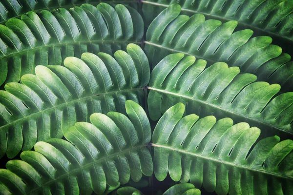 Green Fern Leaves Dark Tone Color Natural Pattern Background — Foto de Stock