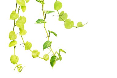 Green Variegated Pothos Plants Isolated on White Background with Clipping Path