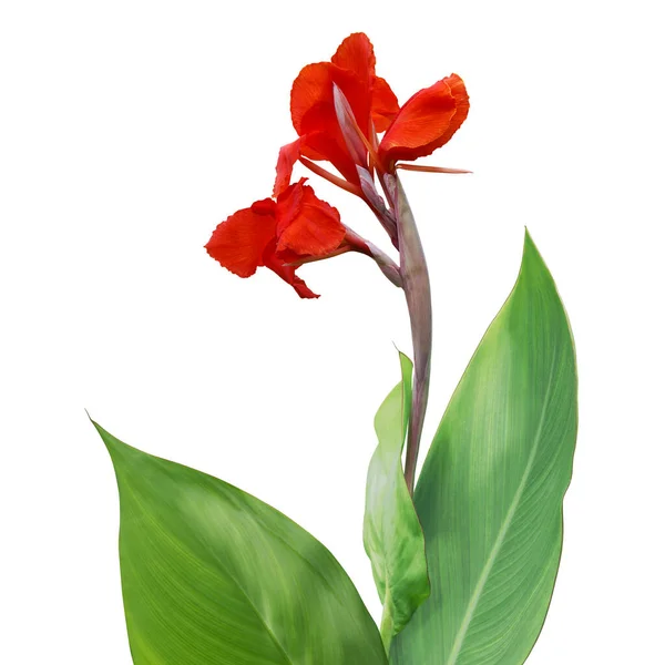 Červený Květ Zelenými Listy Rostliny Canna Lily Izolované Bílém Pozadí — Stock fotografie