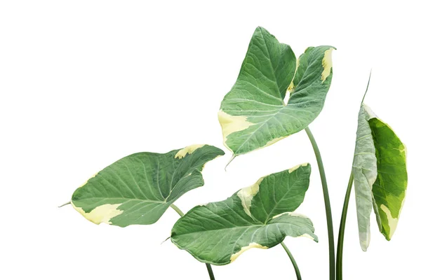 Variegated Leaves Alocasia Elephant Ear Plant Isolated White Background Clipping — Zdjęcie stockowe