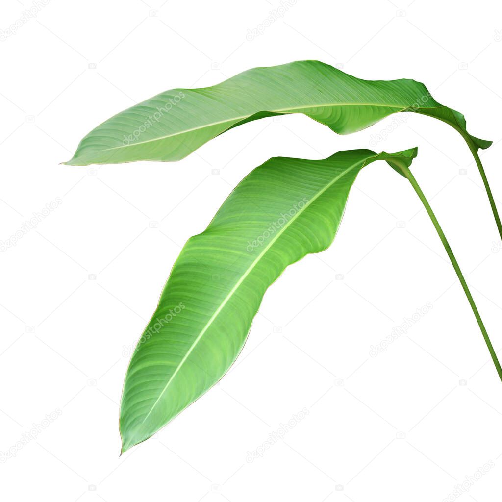 Green Leaves of Heliconia Plant Isolated on White Background with Clipping Path