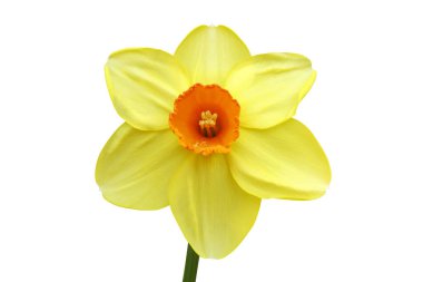 Yellow Daffodil, Narcissus Flower Isolated on White Background with Clipping Path