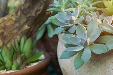 Closeup of Succulent Plants in Planting Pot