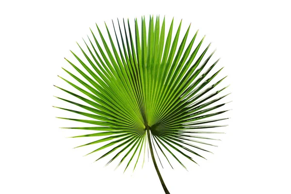 Green Leaf Exotic Palm Tree Isolated White Background Clipping Path — Stok fotoğraf