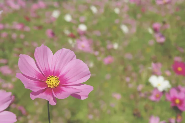 Pink Cosmos Bipinnatus Flowers Blurred Landscape Background — Foto Stock