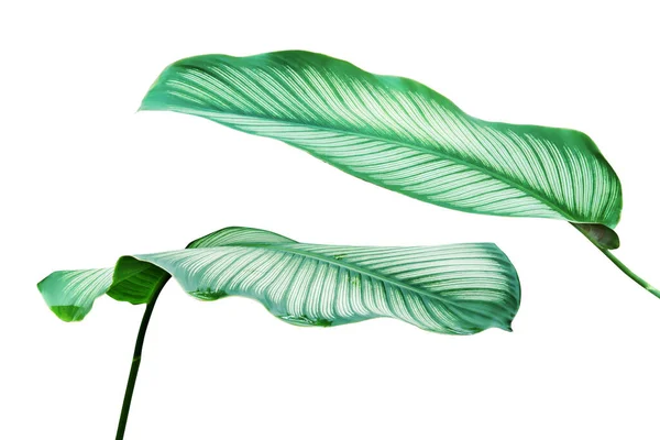 Green White Stripe Foliage Leaves Calathea Plant Isolated White Background — Stockfoto
