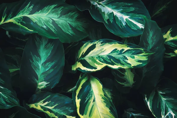 Tropische Laubblätter Dunklen Farbtönen Natürlicher Musterhintergrund — Stockfoto