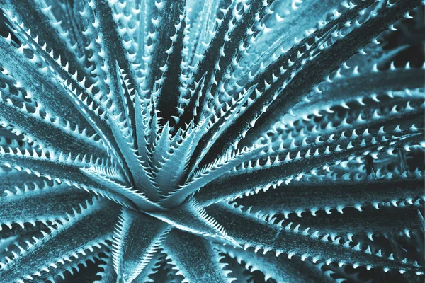 Foliage Leaves Dyckia Hybrid Plant Blue Tone Color Natural Abstract — 图库照片