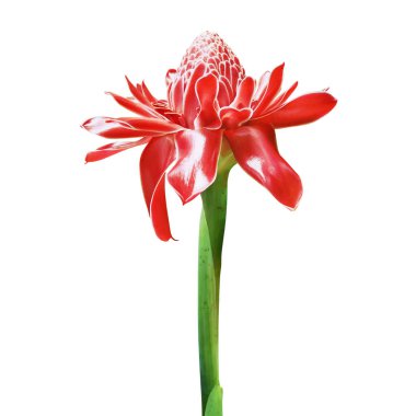 Kırmızı Fener Kızıl Çiçeği Kırpma Yolu ile Beyaz Arkaplanda İzole Edildi