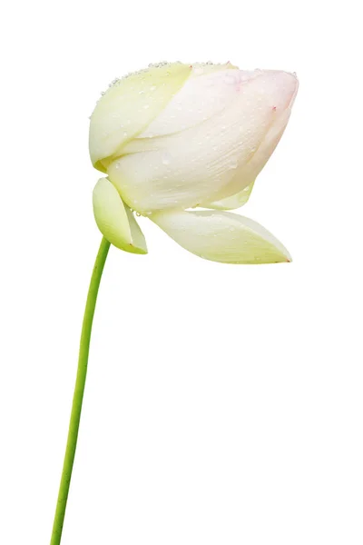 White Lotus Flower Water Drops Isolated White Background Clipping Path — Stock fotografie